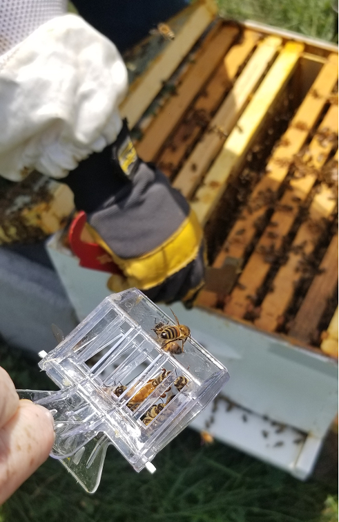Keeping the queen safe in a queen clip